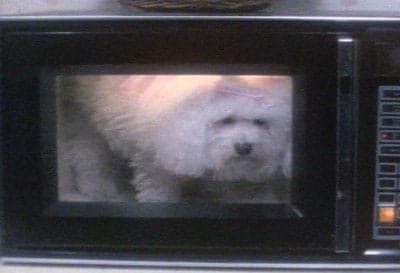 Poodle In The Microwave: Three Common Tenant Misconceptions