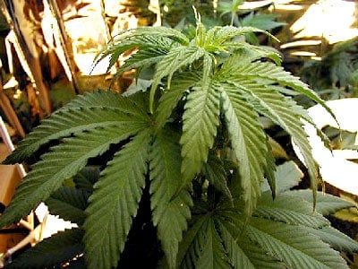 Can My Landlord Evict Me For Smoking Marijuana?